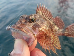 釣り初め爆風アジング！！